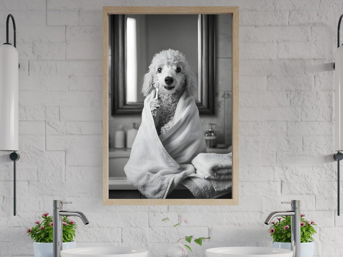 Poodle Wrapped In Towel Brushing Teeth Black And White Poster