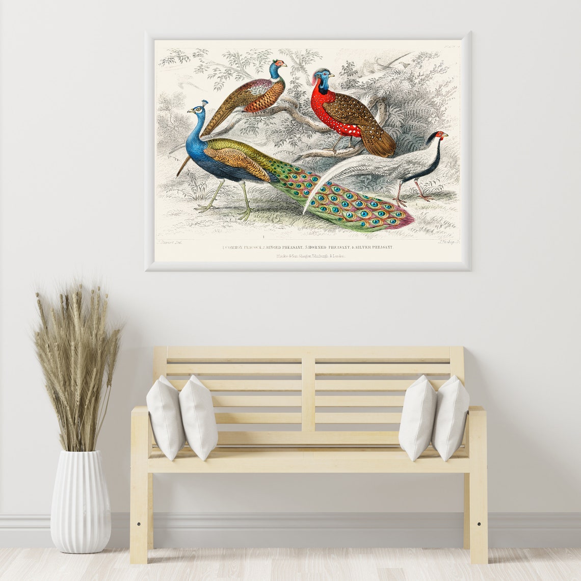 Vintage Peacock Pheasant Bird Engraving Natural History Art Poster - Image 2
