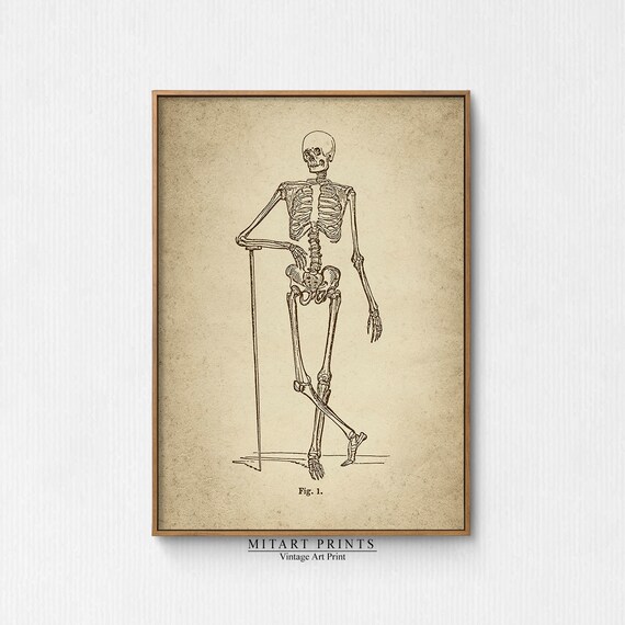 Vintage Anatomical Skeleton with Cane Walking Fig. 1 Engraving Poster
