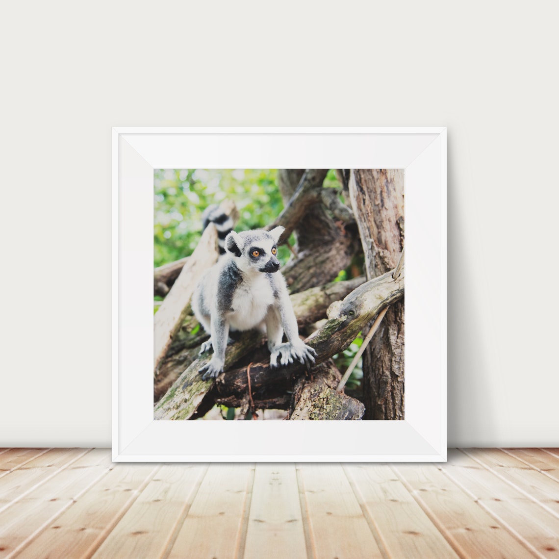 Ring-Tailed Lemur Curious Portrait Wildlife Photography Print