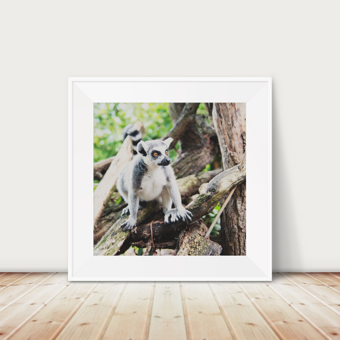 Ring Tailed Lemur Portrait Glossy Animal Photography Print