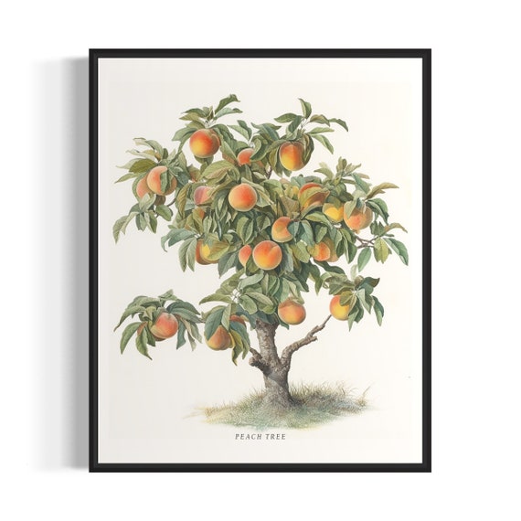 Peach Tree Art Print Peach Tree Wall Art Poster