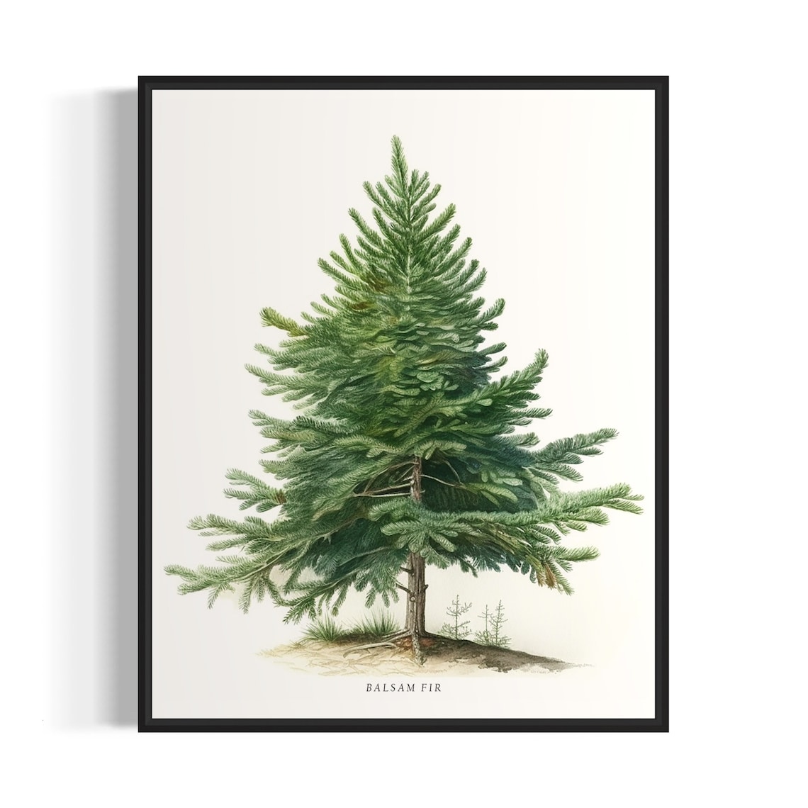 Balsam Fir Tree Art Print, Nature Wall Decor