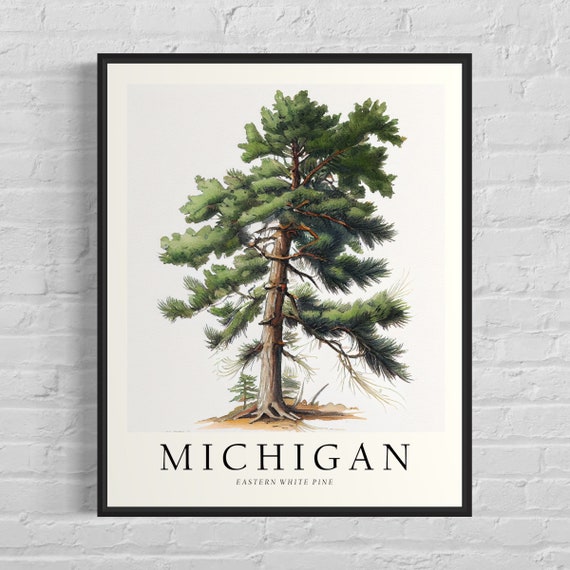 Michigan State Tree Art Print, Eastern White Pine