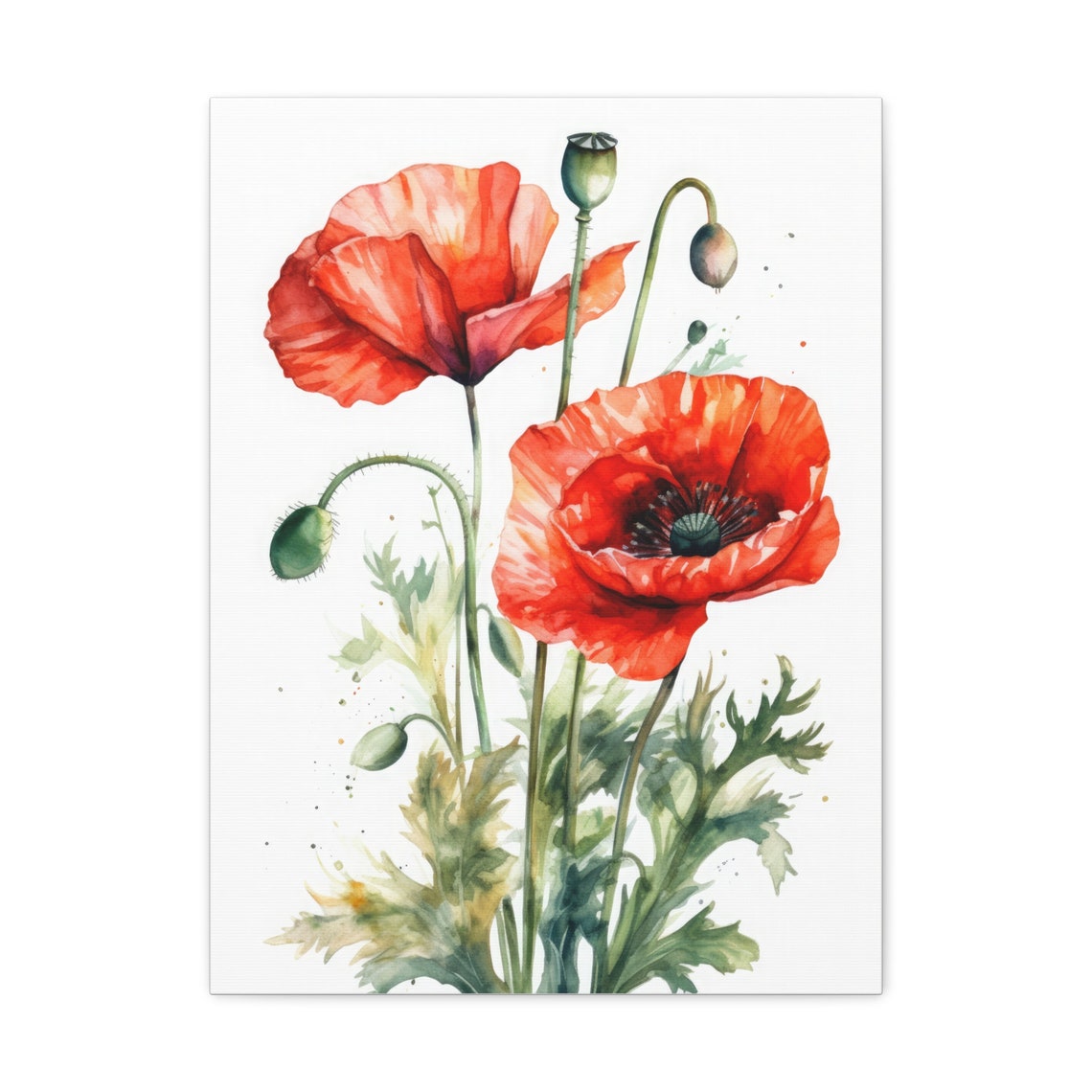 Bold Red Poppy Flowers Loose Watercolor Botanical Floral Poster