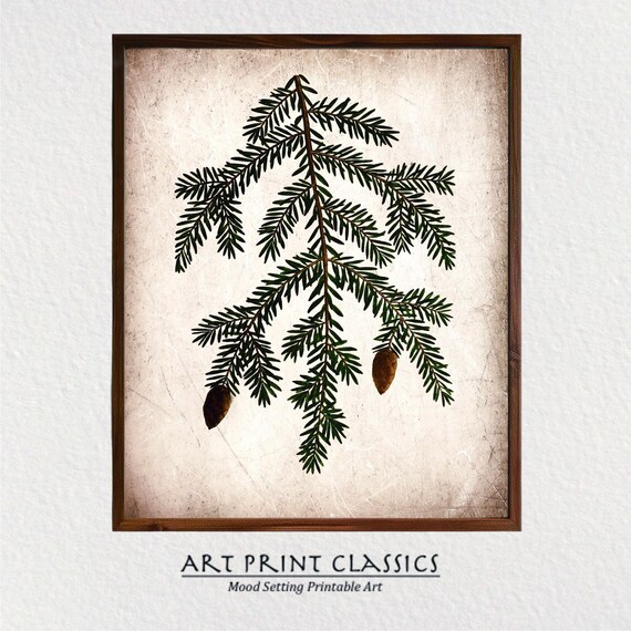 Vintage Pine Cone Rustic Nature Art Print