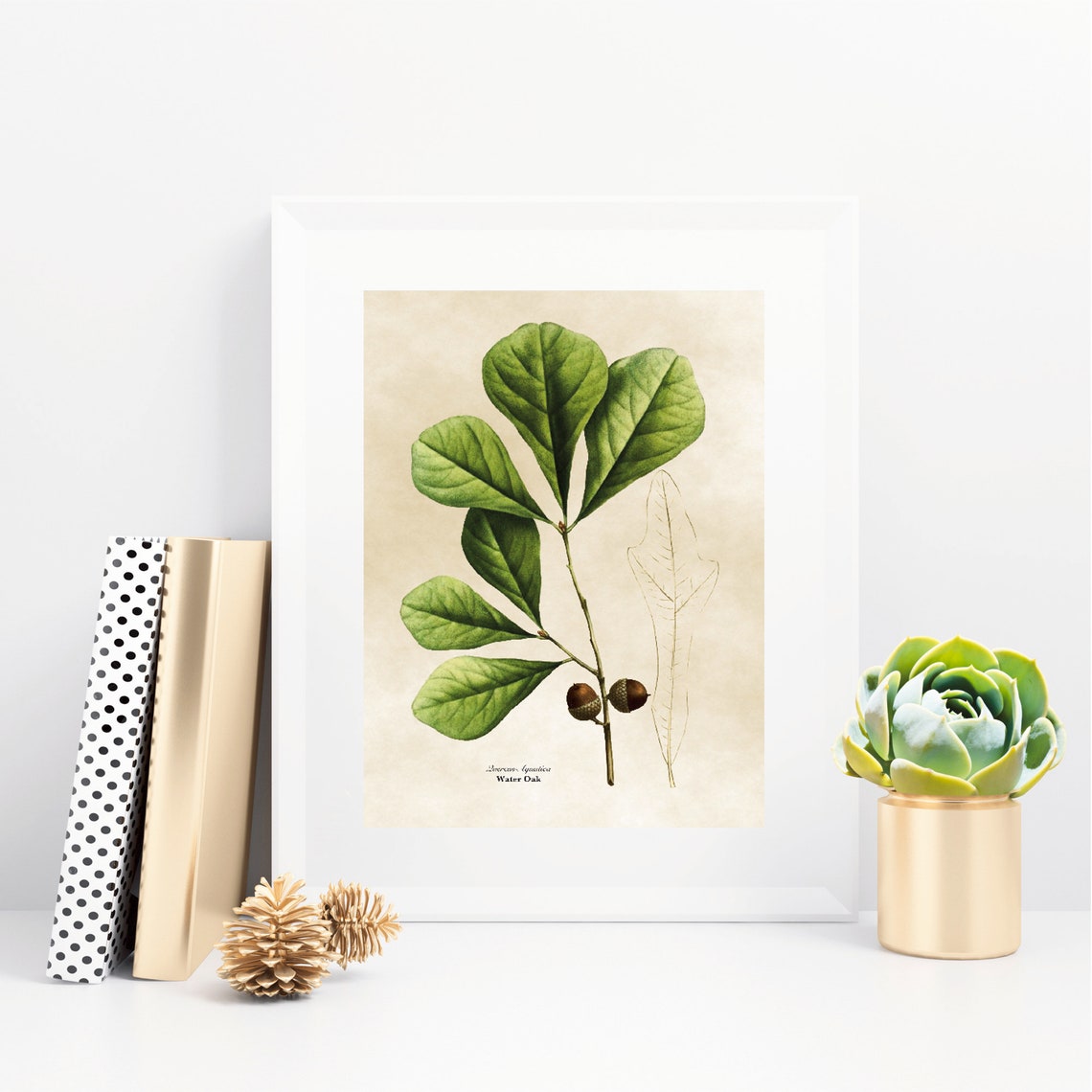 Vintage Water Oak Botanical Illustration Green Leaves Acorn Poster - Image 2