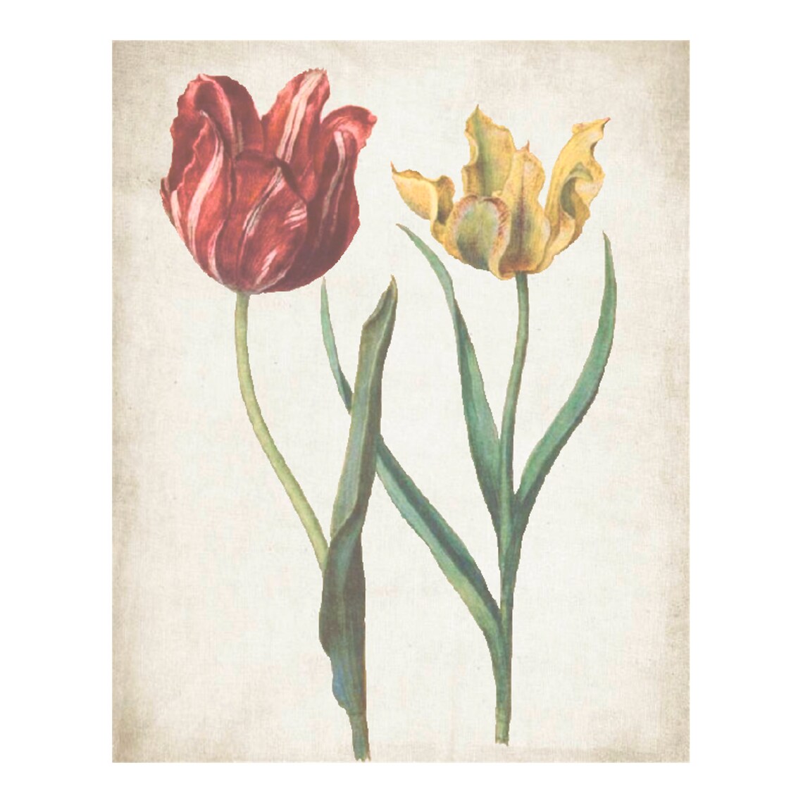 Red and Yellow Tulips, Vintage Botanical Art Print - Image 4