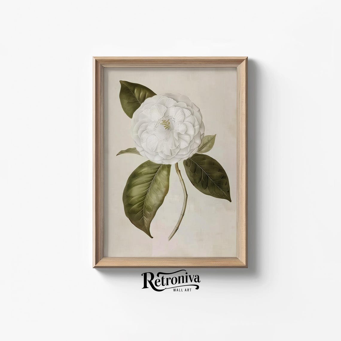 White Camellia Botanical Illustration Antique Flower Art Poster