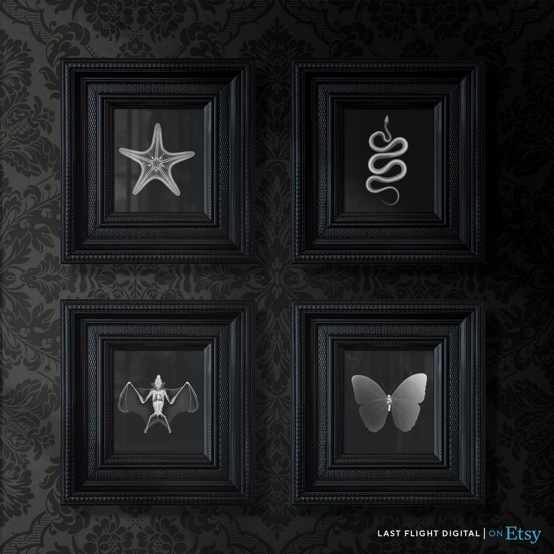 Starfish X-Ray Gothic Art Print, Black and White - Image 3