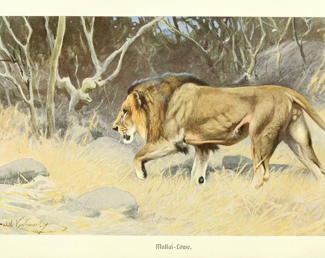 Massai Lion Stalking Savanna Antique Natural History Big Cat Poster