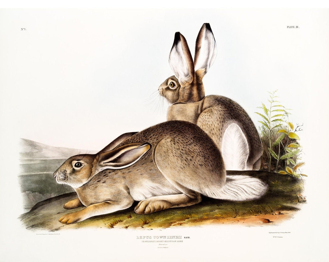 Townsend's Rocky Mountain Hare Audubon Antique Lithograph Poster