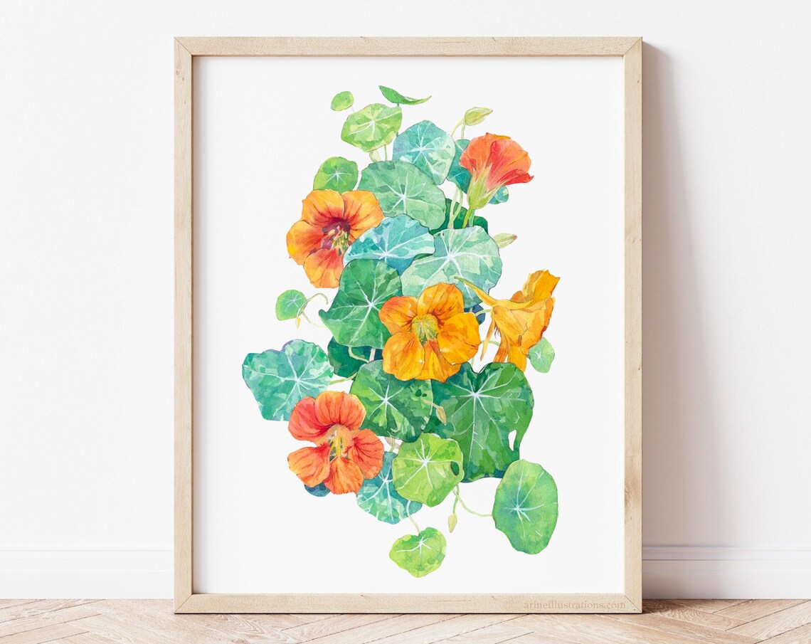 Garden Nasturtium Orange Yellow Blossom Watercolor Flower Poster