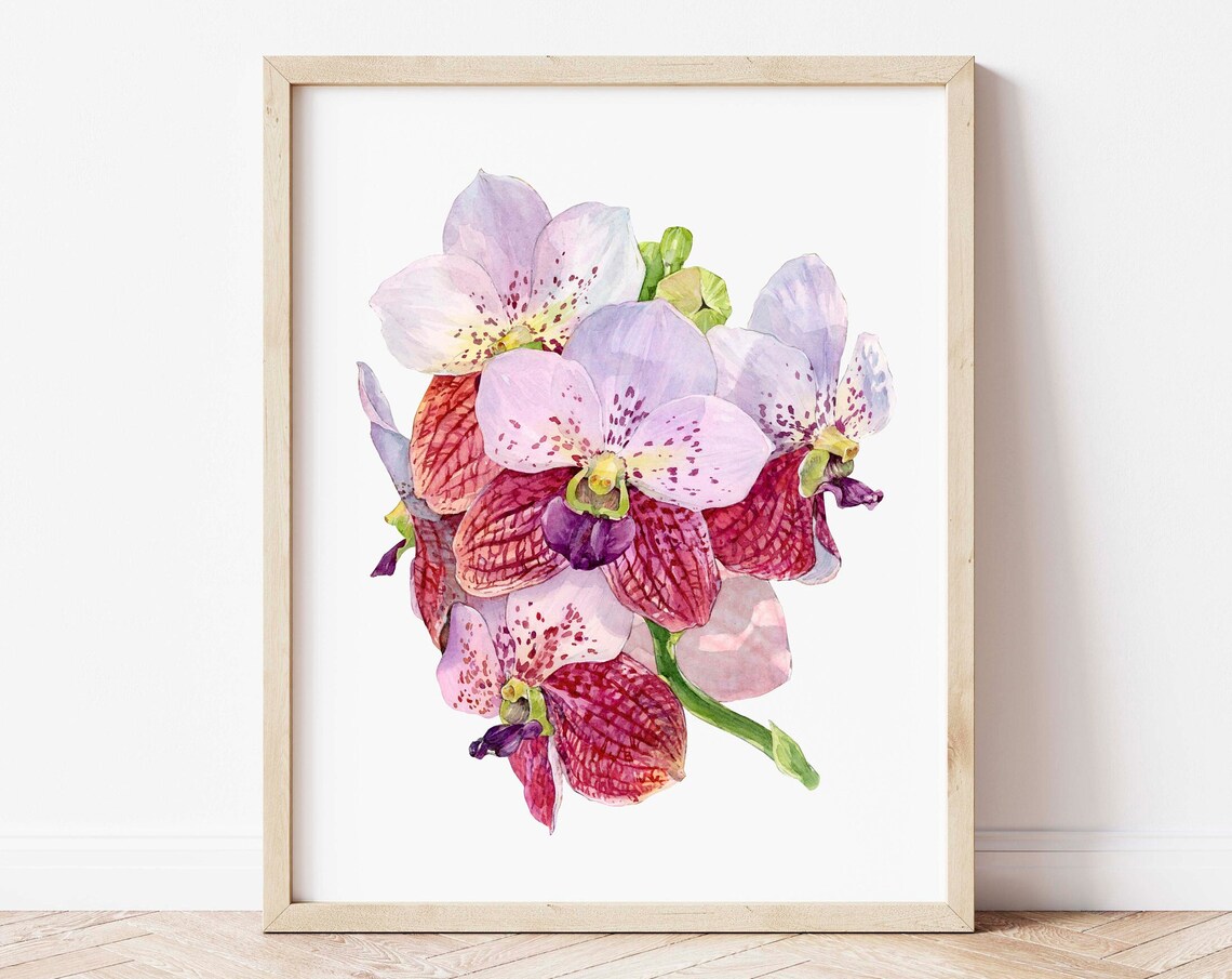 Vanda Sanderiana Orchid Pink Bloom Tropical Watercolor Floral Poster