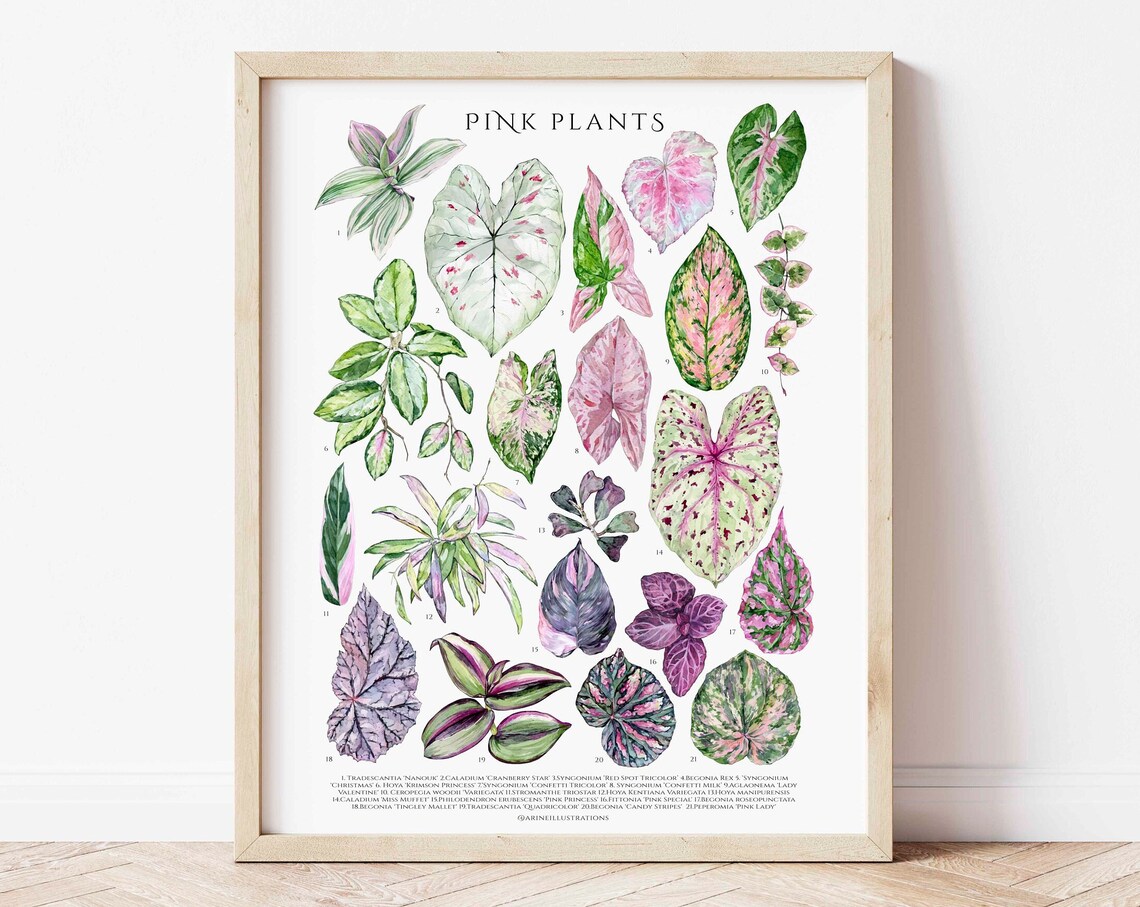 Pink Houseplants Species Botanical Leaf Chart Watercolor Poster