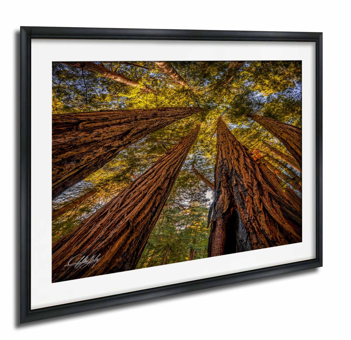 Looking Up at Towering Redwood Trees Into Golden Canopy Poster
