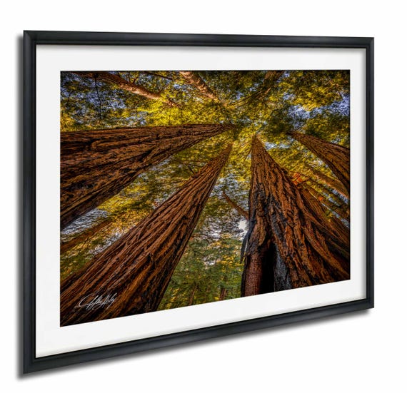 Redwood Wall Art Muir Woods Forest Scene Warm Golden Glow