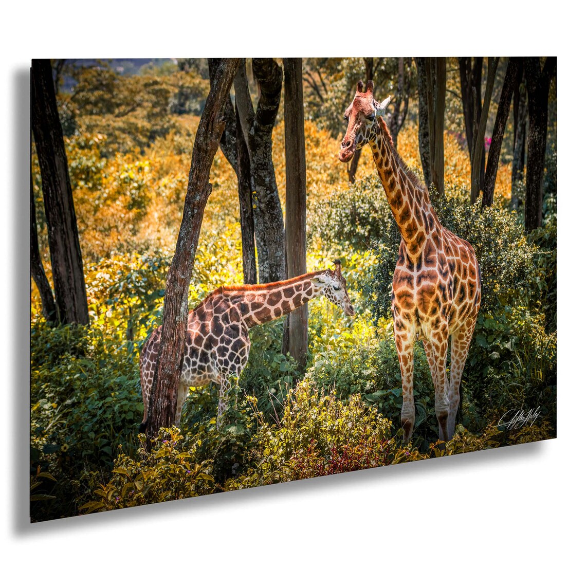 Giraffe Pair In Sunlit African Woodland Safari Wildlife Photo Poster