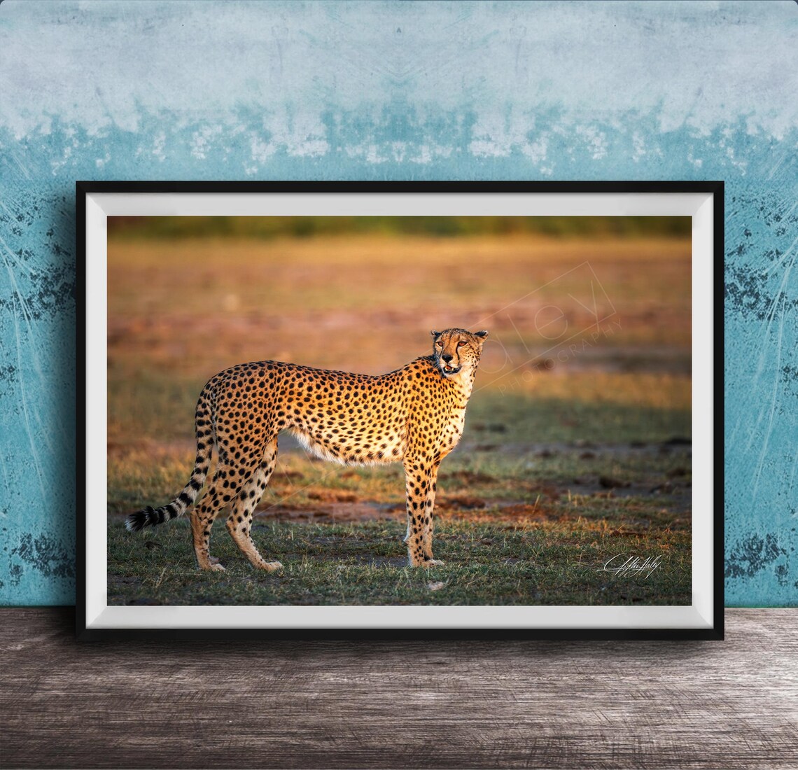 Cheetah Standing on African Savanna Golden Light Wildlife Poster