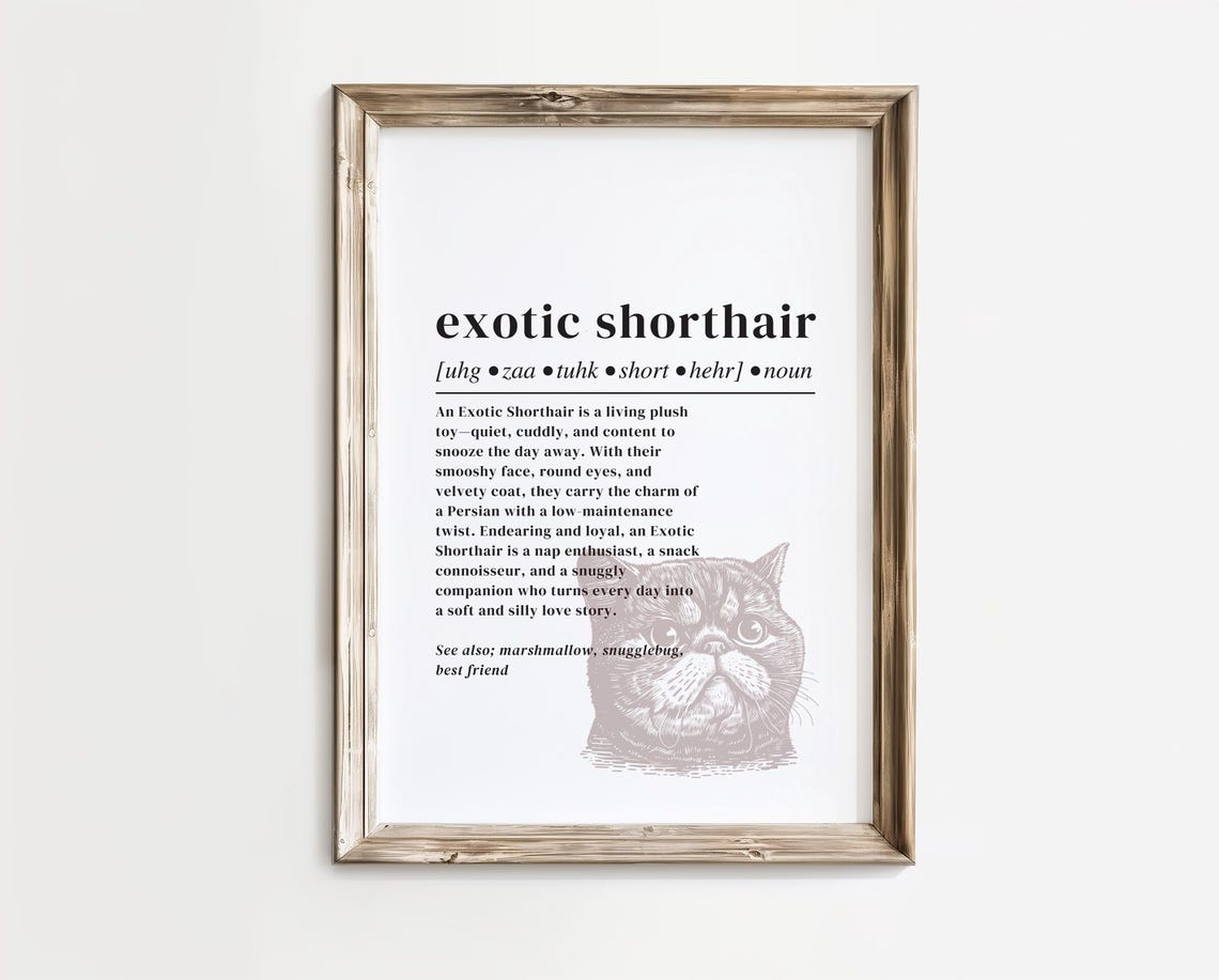 Exotic Shorthair Cat Definition Dictionary Style Feline Art Print