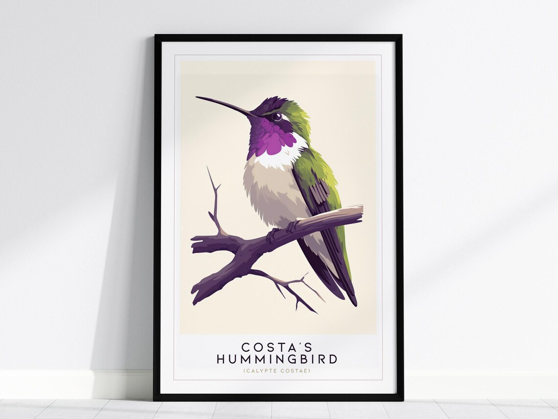Costa's Hummingbird Botanical Style Bird Species Illustration Poster