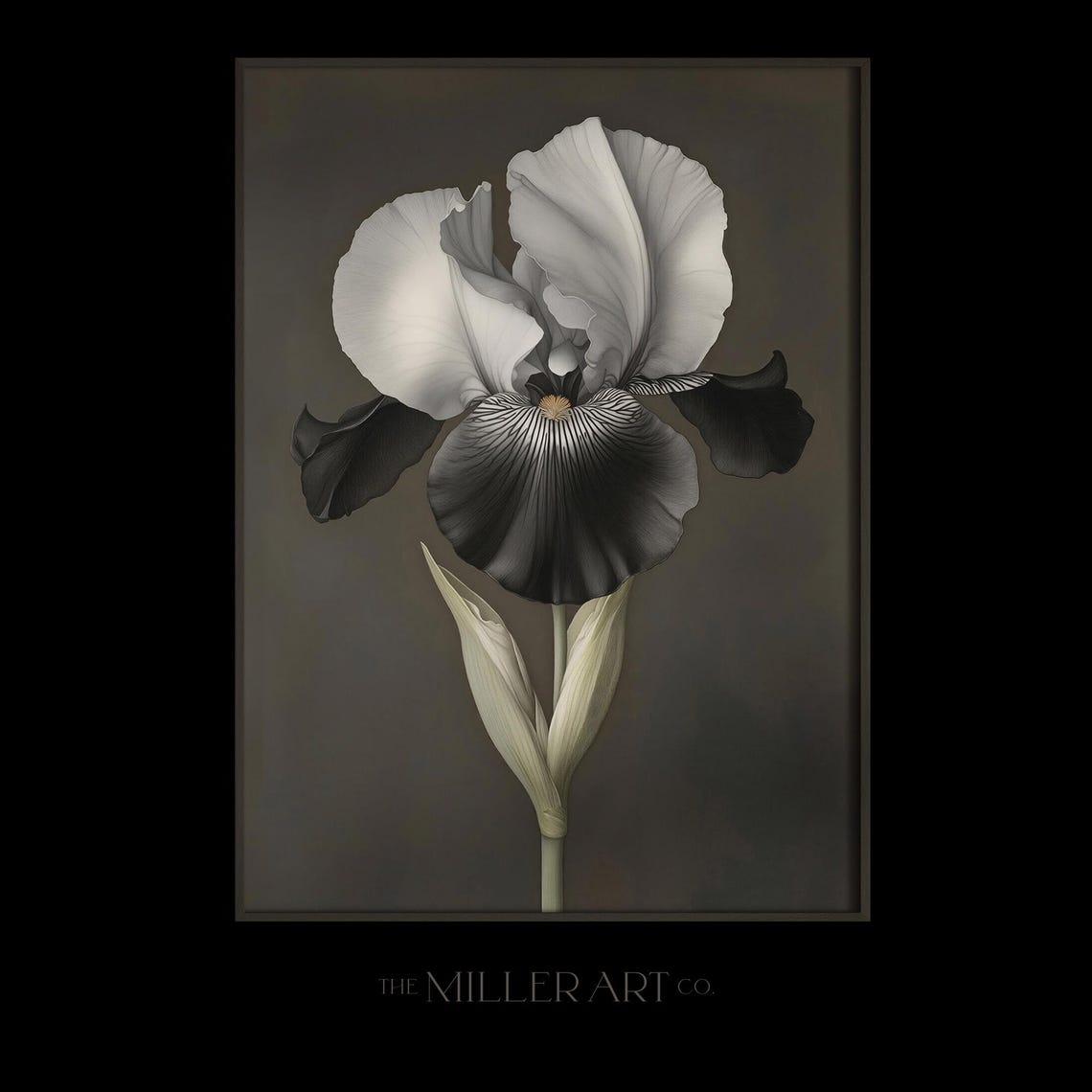 Black And White Iris Flower Moody Botanical Elegant Floral Wall Art