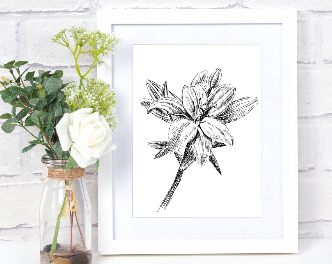 White Lily Bloom Black and White Botanical Line Drawing Art Print