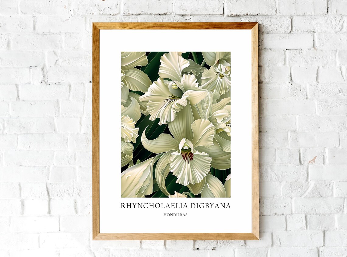 Rhyncholaelia Digbyana Honduras National Flower Art Print