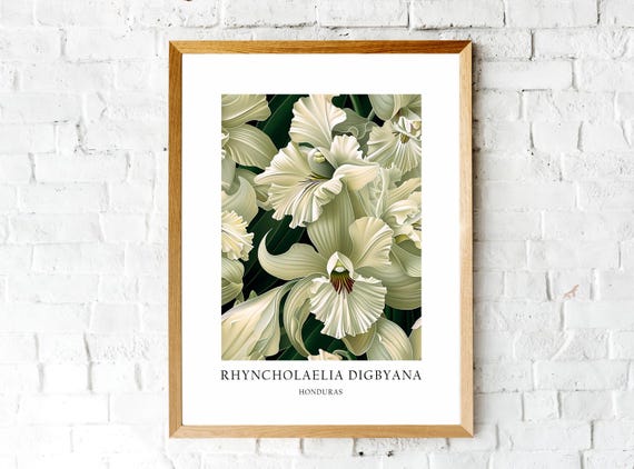 Rhyncholaelia Digbyana Honduras National Flower Art Print