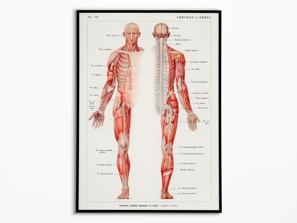 Human Body Anatomy Vintage Medicine Poster Art Print