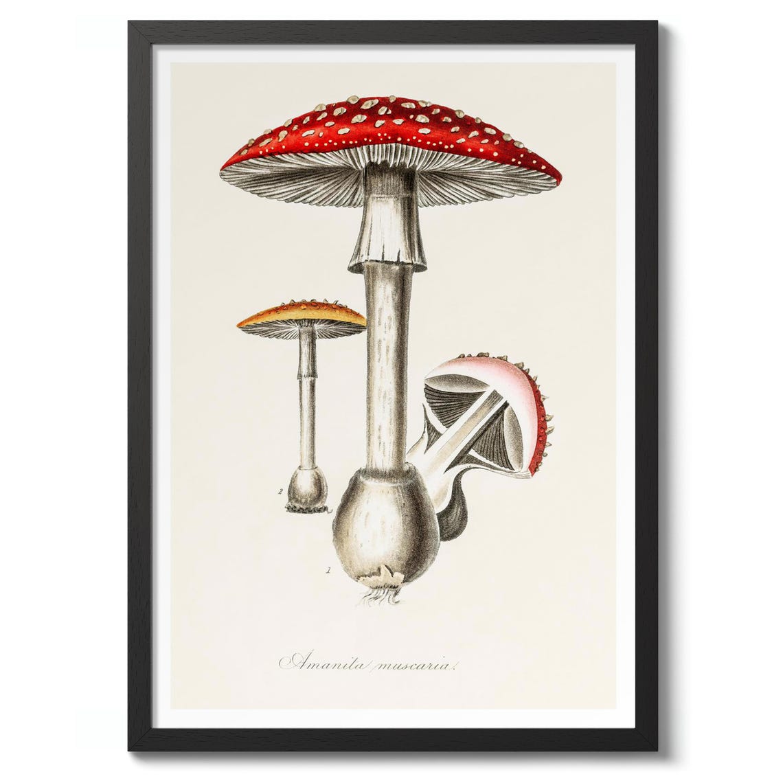 Amanita Mushroom Print Vintage Botanical Poster Wall Art Decor Nature Illustration Gift
