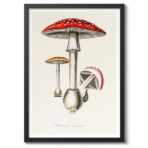 Amanita Mushroom Print Vintage Botanical Poster Wall Art Decor Nature Illustration Gift