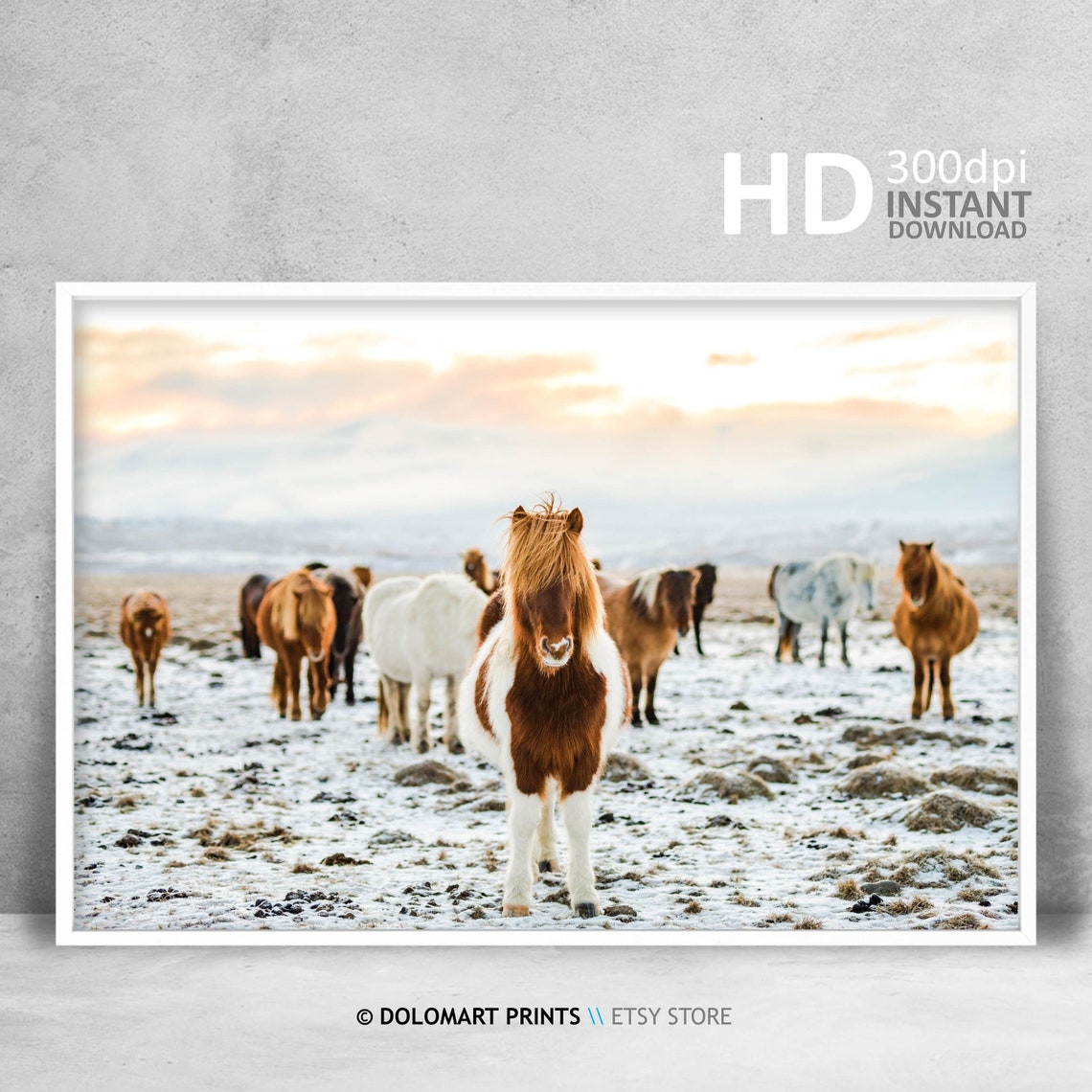 Icelandic Horses In Snowy Field At Sunrise Rustic Horse Herd Poster