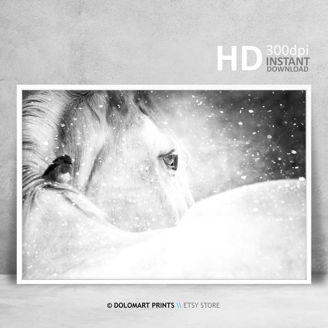 Wild Horse Photography, Black And White Art Print
