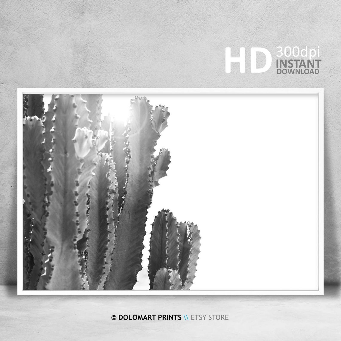 Black and White Cactus in Sunlight Desert Botanical Photography Poster