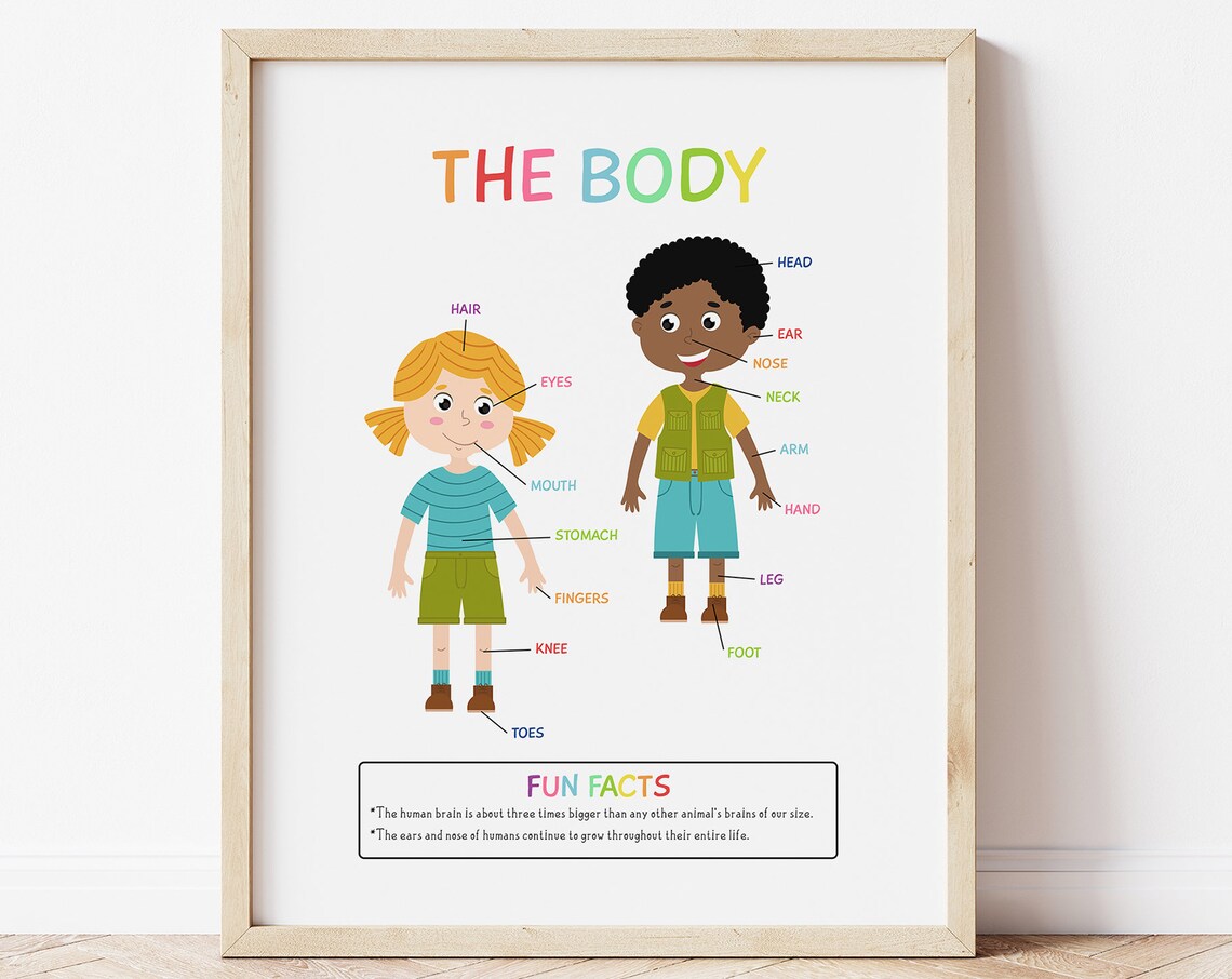 Parts Of The Body Educational Poster Print