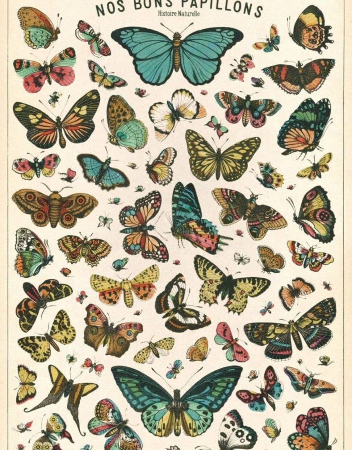Natural History Butterflies Vintage Art Deco Poster - Image 3