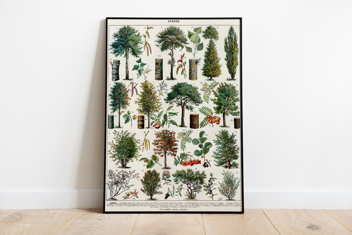 Different Trees, Vintage Botanical Poster Print - Image 3