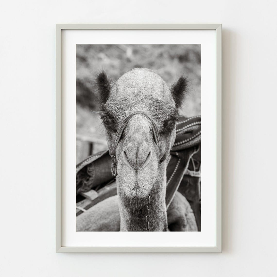 Sleepy Camel Close Up Portrait Black and White Photography Poster