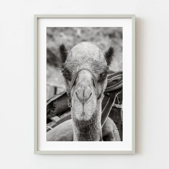 Sleepy Camel Close Up Portrait Black and White Photography Poster