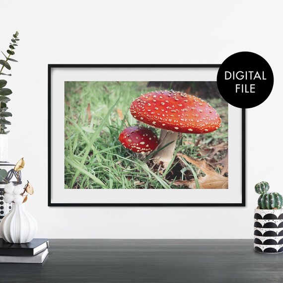 Red Fly Agaric Mushroom Pair in Grass Cottagecore Photo Poster