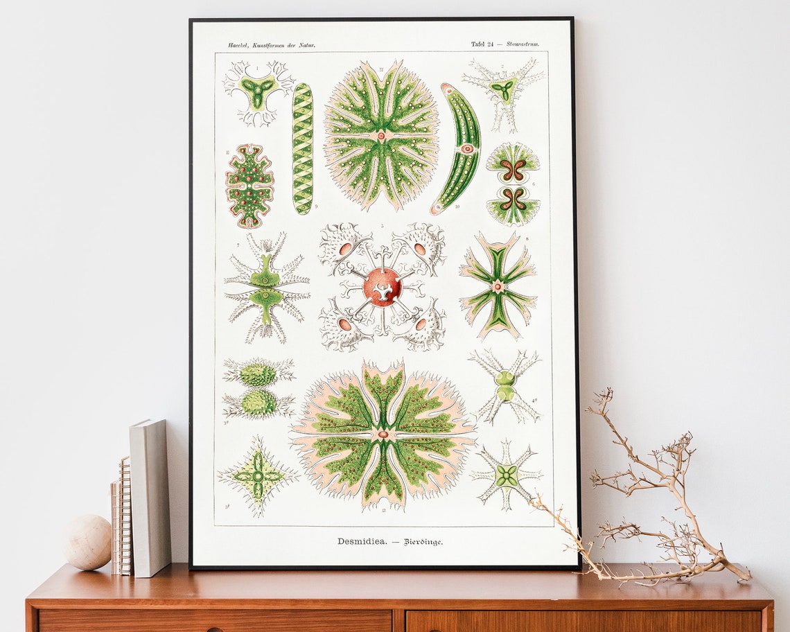 Ernst Haeckel Desmids Microscopic Green Algae Plate 24 Poster