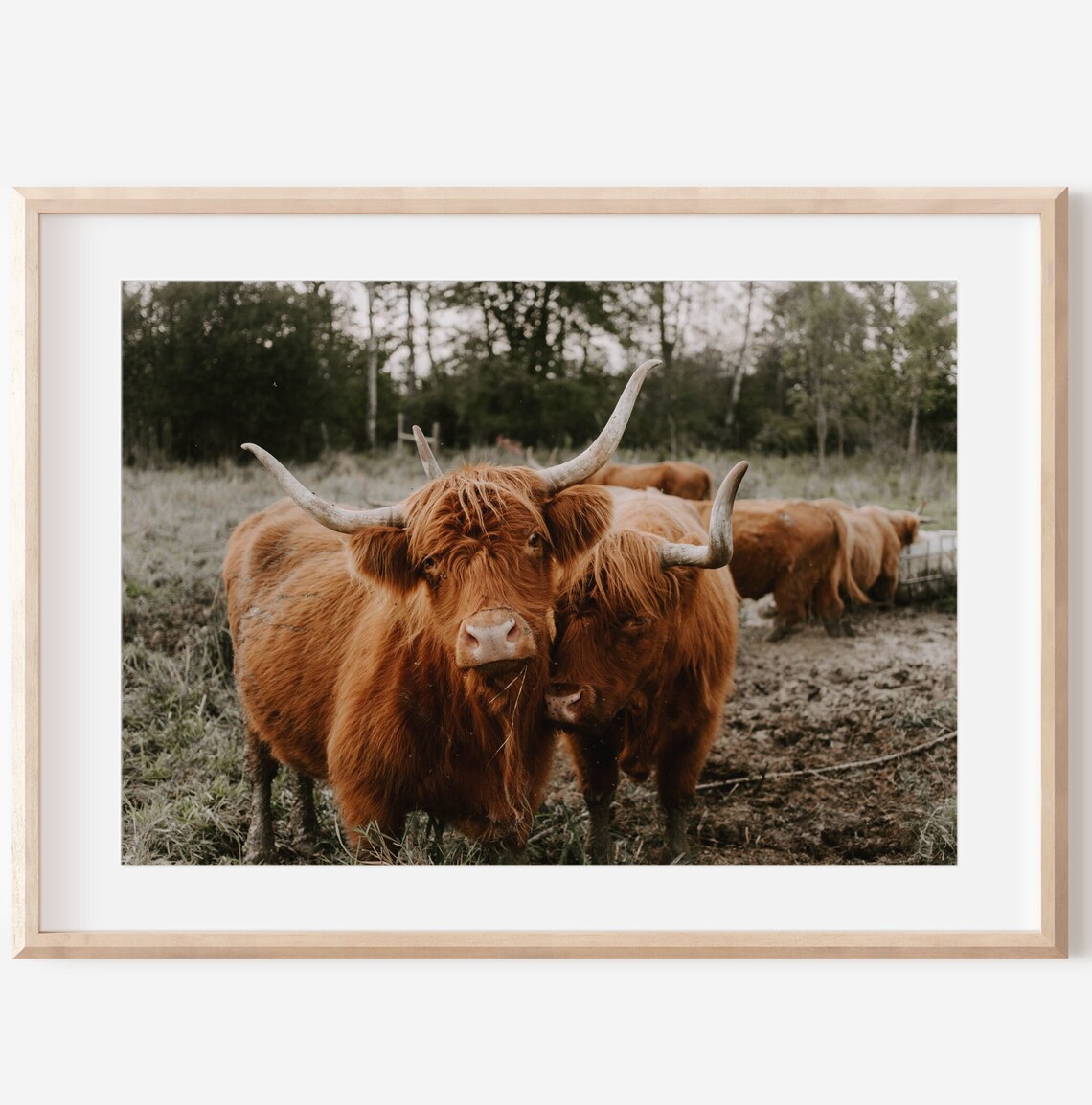 Highland Cow Pair Shaggy Cattle Rustic Pasture Photography Poster