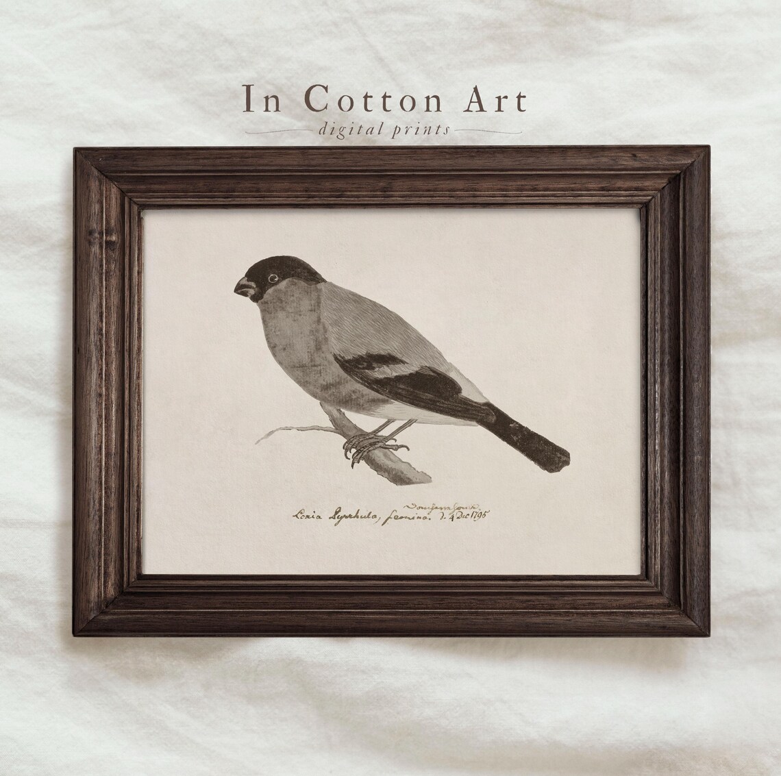 Vintage Bullfinch Bird Print, Antique Bird Illustration - Image 3