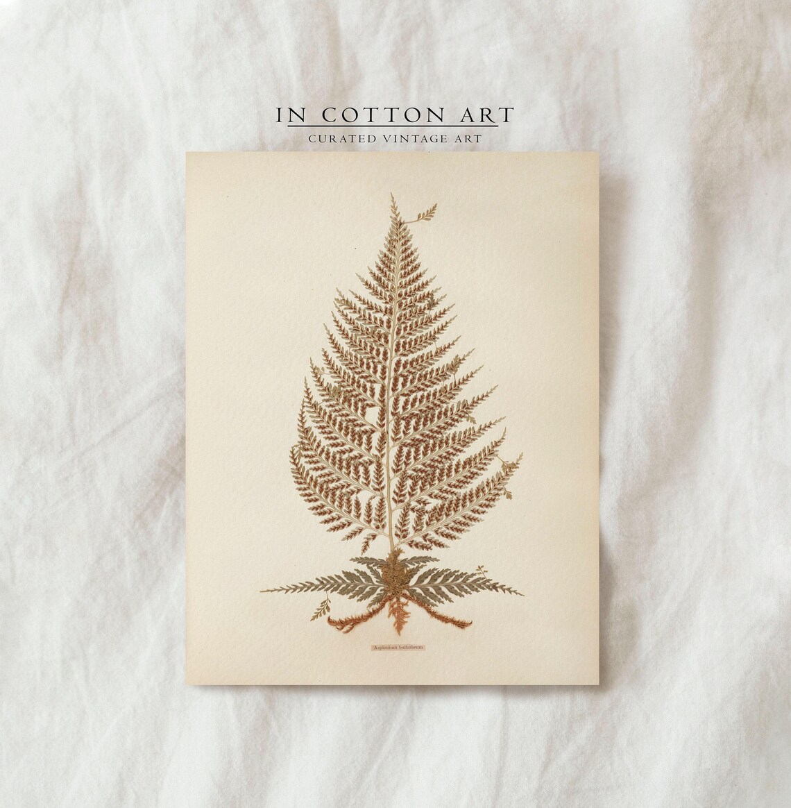 Vintage Kitchen Fern Botanical Art Print, Farmhouse