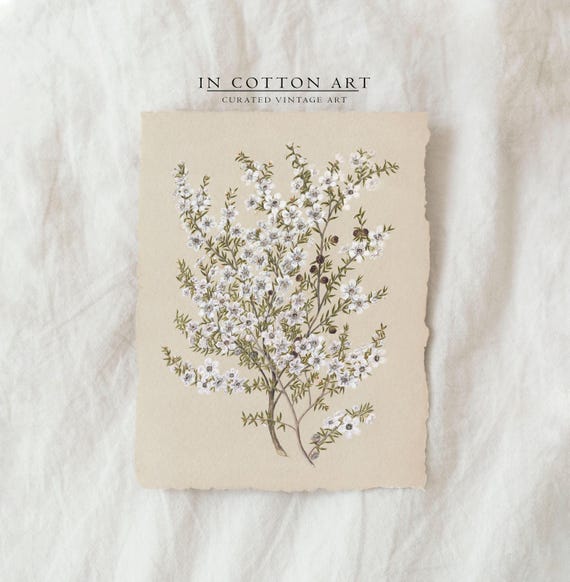 Vintage Botanical White Flower, French Country Art Print