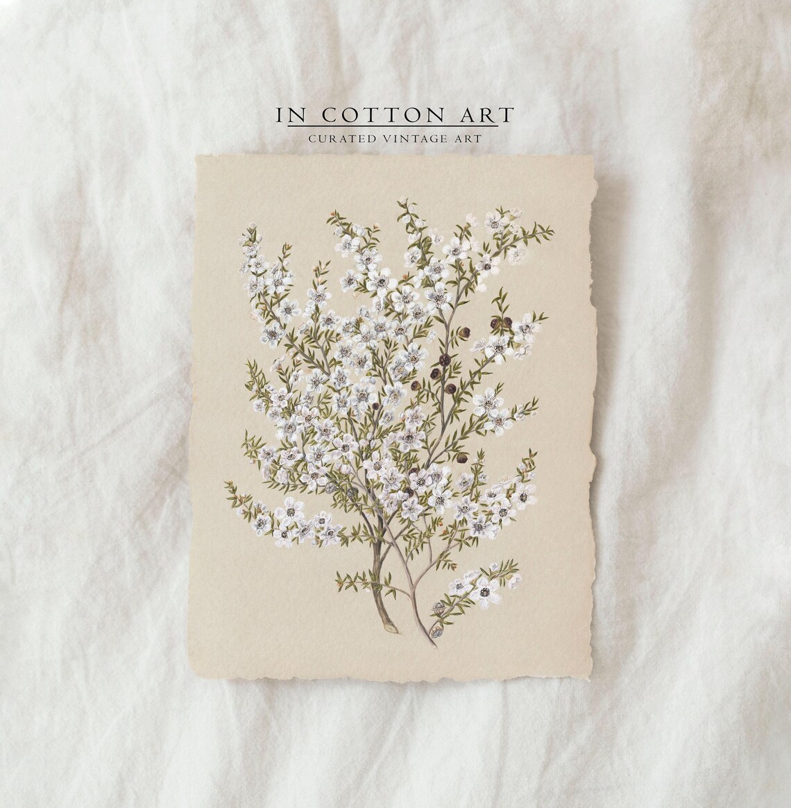 Vintage Botanical White Flower, French Country Art Print