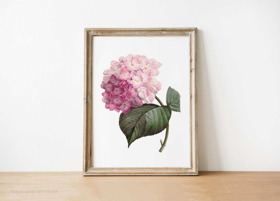 Pink Hydrangea Vintage Botanical Illustration Framed Wall Art