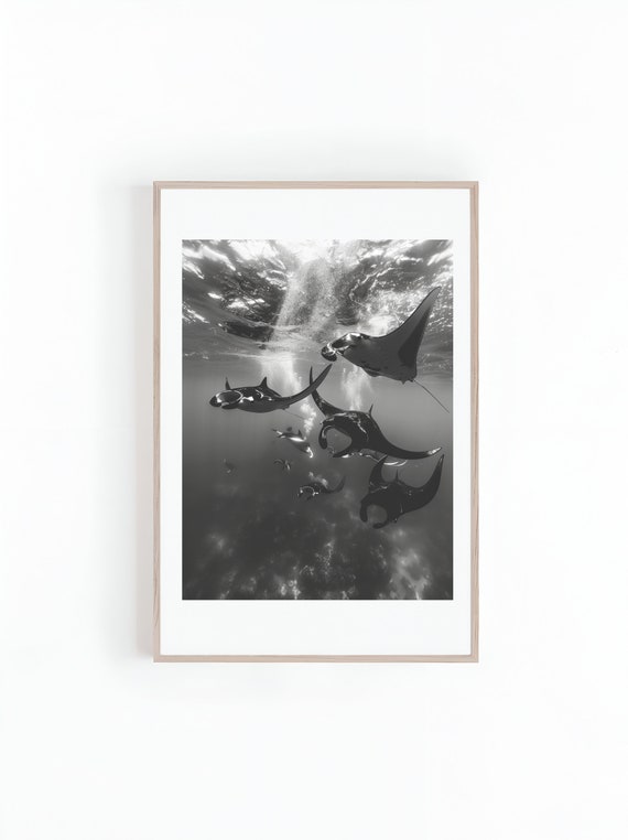 Manta Rays Black And White Photograph, Sea Life