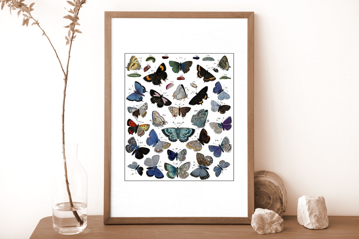 Antique Butterfly Moth Entomology Chart Scientific Illustration Print - Image 3